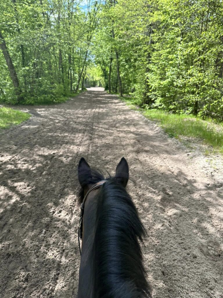 Un cheval sur une piste cavalière en forêt.