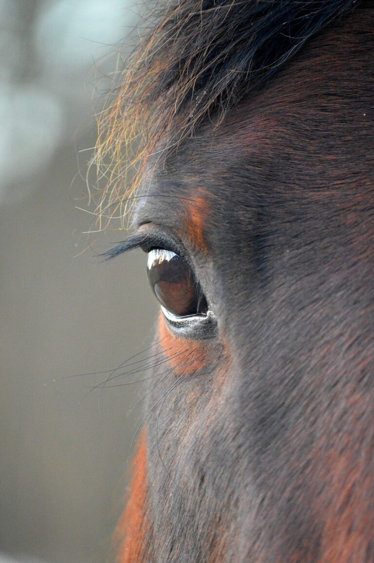 Gros plan sur l'œil d'un cheval bai.
