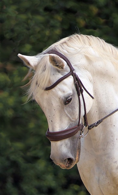 Portrait d'un cheval gris.