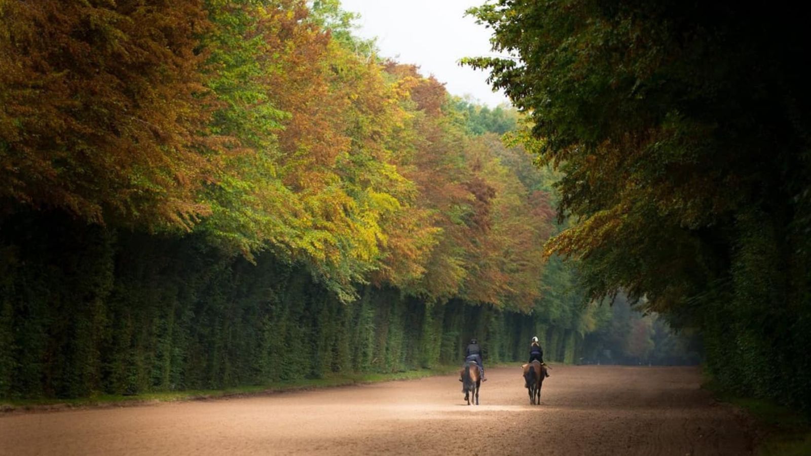 La piste des Lions dans la forêt de Chantilly.